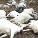 Lightning Strike Kills Herder and 12 Cows in Kaduna Community