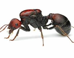 Ant smugglers caught with prized insects in Kenya