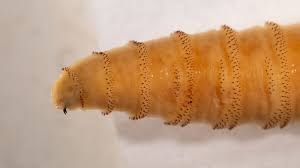 First U.S. Human Case of Flesh-Eating New World Screwworm Reported, Raising Concerns in Cattle Industry