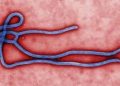 Fresh Ebola Outbreak in DR Congo Claims 15 Lives as WHO Steps In