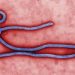 Fresh Ebola Outbreak in DR Congo Claims 15 Lives as WHO Steps In
