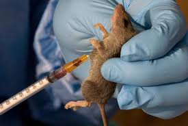 NCDC Confirms 318 Lassa Fever Cases, 70 Deaths in 2026