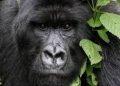 Rwanda Deploys eDNA Technology to Strengthen Protection of Endangered Mountain Gorillas
