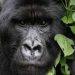 Rwanda Deploys eDNA Technology to Strengthen Protection of Endangered Mountain Gorillas