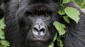 Rwanda Deploys eDNA Technology to Strengthen Protection of Endangered Mountain Gorillas