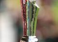 Nigeria Beat Jamaica 3-0 to Win 2026 Unity Cup